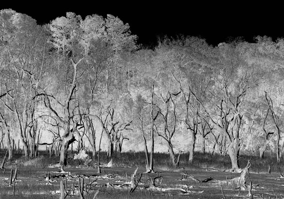 13 x 19 | 2013 | Series of 5 <br> Eerie  + Conflict + Unnatural + Nature.